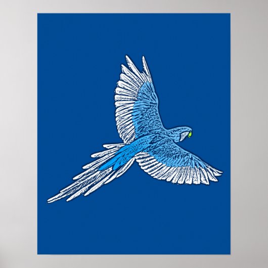 Poster Perroquet en vol, bleu et blanc de cobalt (Devant)