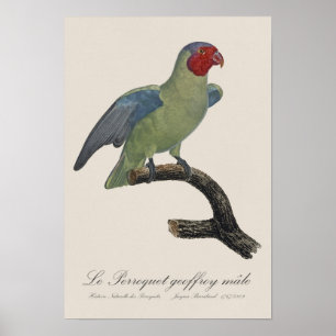 Poster Perroquet geoffroy mâle / Perroquet à joues rouges