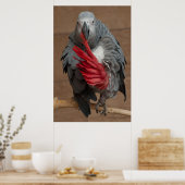 Poster Perroquet gris (Cuisine)