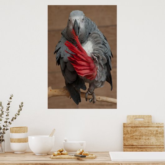 Poster Perroquet gris (Cuisine)
