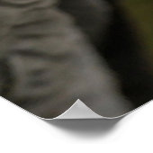 Poster perroquet gris (Coin)