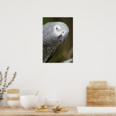 Poster perroquet gris (Cuisine)