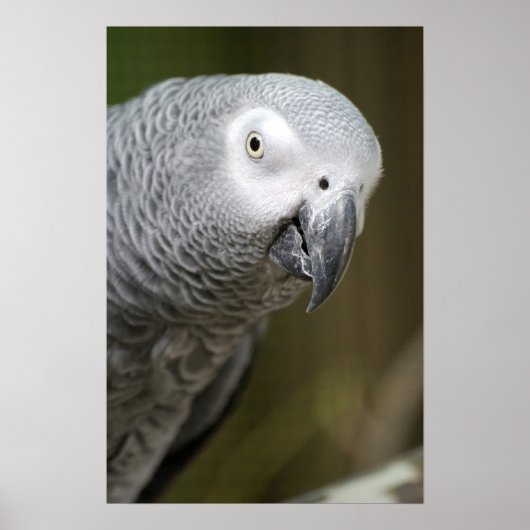 Poster perroquet gris (Devant)