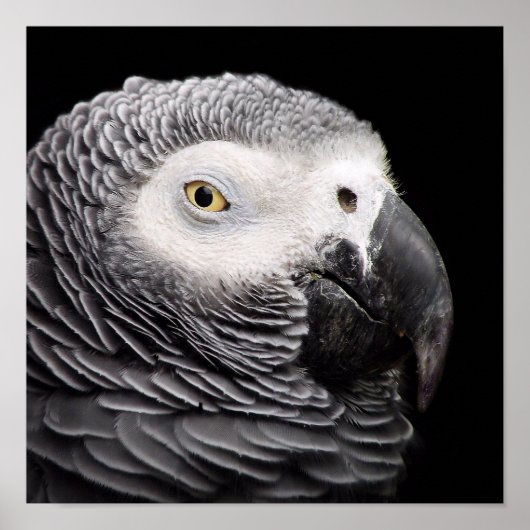 Poster Perroquet Gris Africain (Devant)