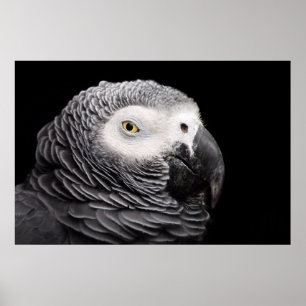 Poster Perroquet Gris Africain