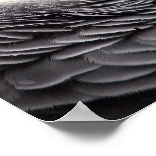 Poster Perroquet gris d'Afrique (Coin)