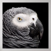 Poster Perroquet gris d'Afrique (Devant)