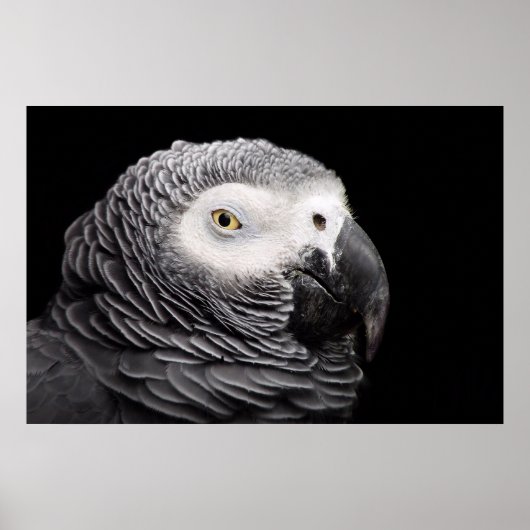 Poster Perroquet gris d'Afrique (Devant)