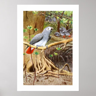 Poster Perroquet gris d'Afrique