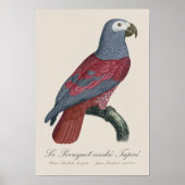 Poster Perroquet Gris d'Afrique au facteur rouge Psittacu (Devant)