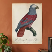 Perroquet Gris d'Afrique au facteur rouge Psittacu