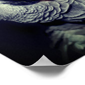 Poster Perroquet gris d'Afrique mignon oiseau (Coin)