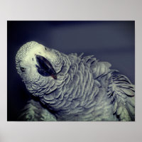 Perroquet gris d'Afrique mignon oiseau