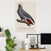 Poster Perroquet gris, Psittacus erithacus, vintage (Bureau à domicile)