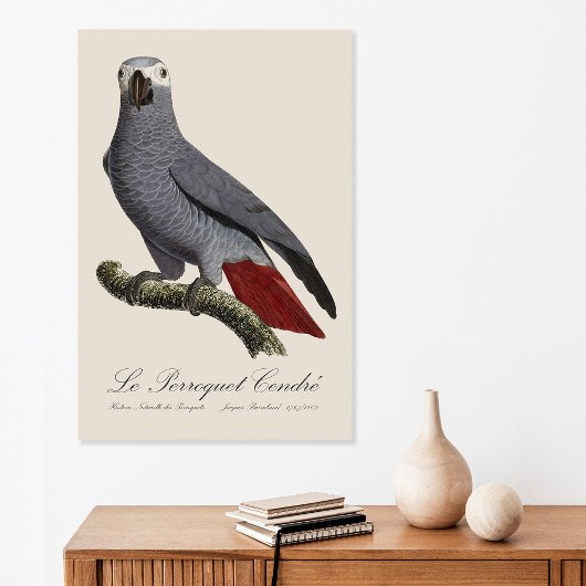 Poster Perroquet gris, Psittacus erithacus, vintage