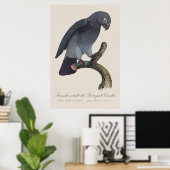 Poster Perroquet gris Timneh, Psittacus Timneh (Bureau à domicile)