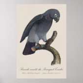 Poster Perroquet gris Timneh, Psittacus Timneh (Devant)