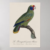 Poster Perroquet joues bleues / Amazone à queue rouge (Devant)