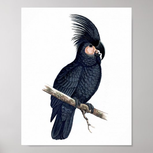 Poster Perroquet noir n° 12 Antique Bird Repro Imprimer (Devant)