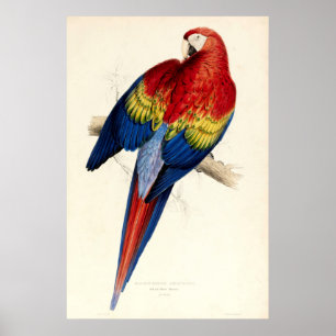 Poster Perroquet rouge et jaune vintage par Edward Lear