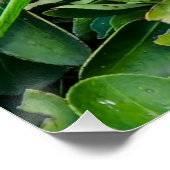 Poster Perroquet vert (Coin)