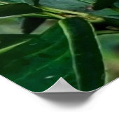 Poster Perroquet vert (Coin)