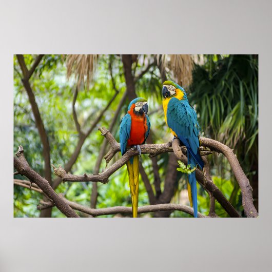 Poster Perroquets aras colorés perchés ensemble (Devant)