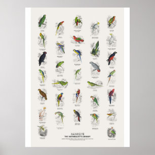 Poster Perroquets - Bibliothèque des naturalistes