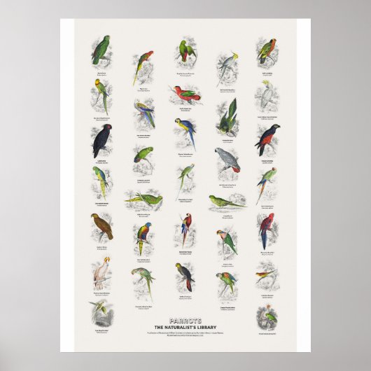 Poster Perroquets - Bibliothèque des naturalistes (Devant)