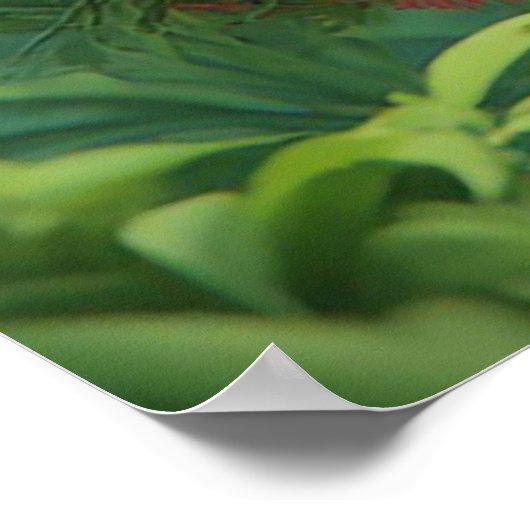 Poster Perroquets de dessin coloré (Coin)