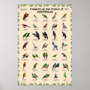 Poster Perroquets du monde - Australie