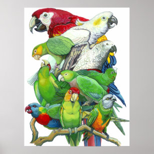 Poster Perroquets et perroquets Imprimer