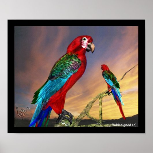 POSTER PERROQUETS HYPER / ARA ROUGE (Devant)
