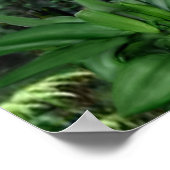 Poster Perroquets Tropicaux Ara (Coin)