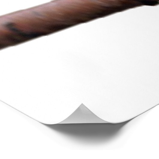 Poster Perruche (Coin)