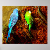 Poster Perruche (Devant)