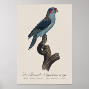 Poster Perruche a bandeau rouge / Musk Lorikeet
