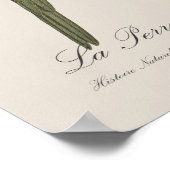 Poster Perruche à front orange, Eupsittula Canicularis (Coin)