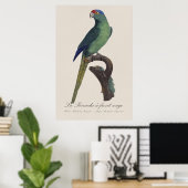 Poster Perruche à front orange, Eupsittula Canicularis (Bureau à domicile)