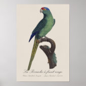 Poster Perruche à front orange, Eupsittula Canicularis (Devant)