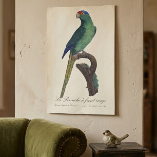 Poster Perruche à front orange, Eupsittula Canicularis