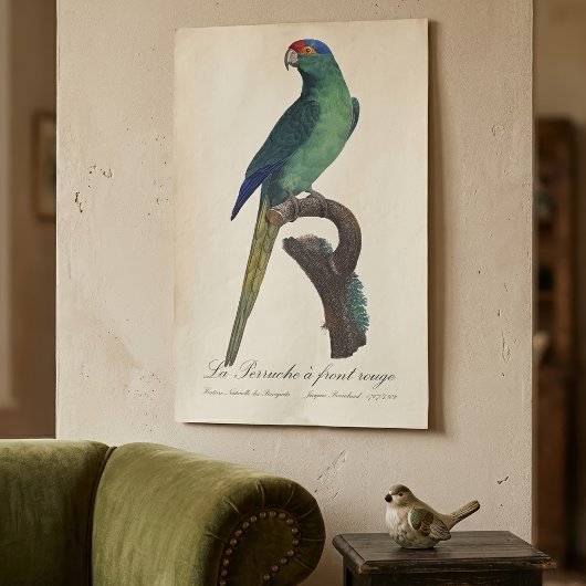 Poster Perruche à front orange, Eupsittula Canicularis