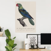 Poster Perruche à gros bec, Tanygnathus megalorynchos (Bureau à domicile)