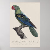 Poster Perruche à gros bec, Tanygnathus megalorynchos (Devant)