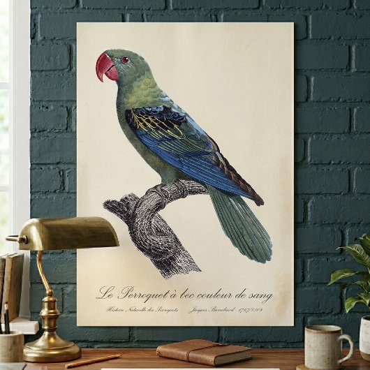 Poster Perruche à gros bec, Tanygnathus megalorynchos