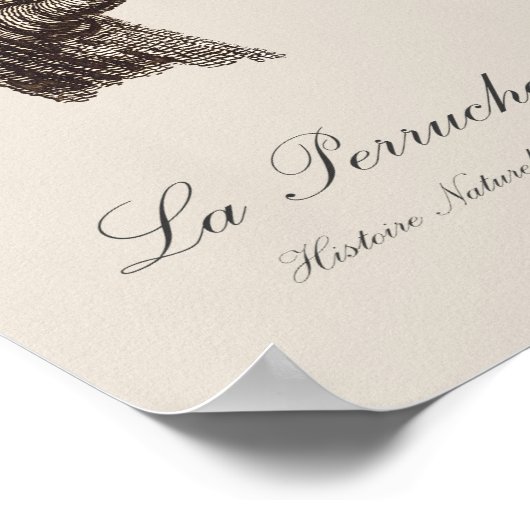 Poster Perruche à longue queue, Psittacula Longicauda (Coin)