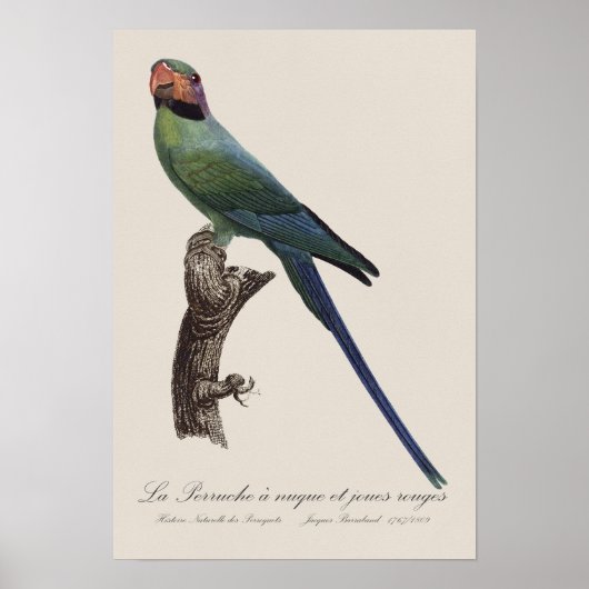 Poster Perruche à longue queue, Psittacula Longicauda (Devant)