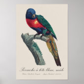 Poster Perruche a tete bleue / Rainbow lorikeet (Devant)