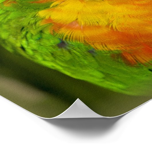 Poster Perruche colorée (Coin)