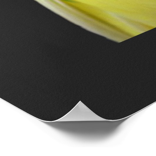 Poster perruche jaune mignonne (Coin)